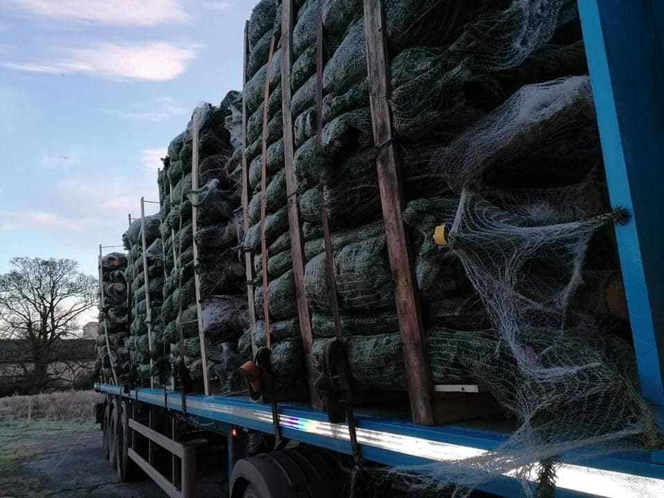 christmas tree suppliers wholesale