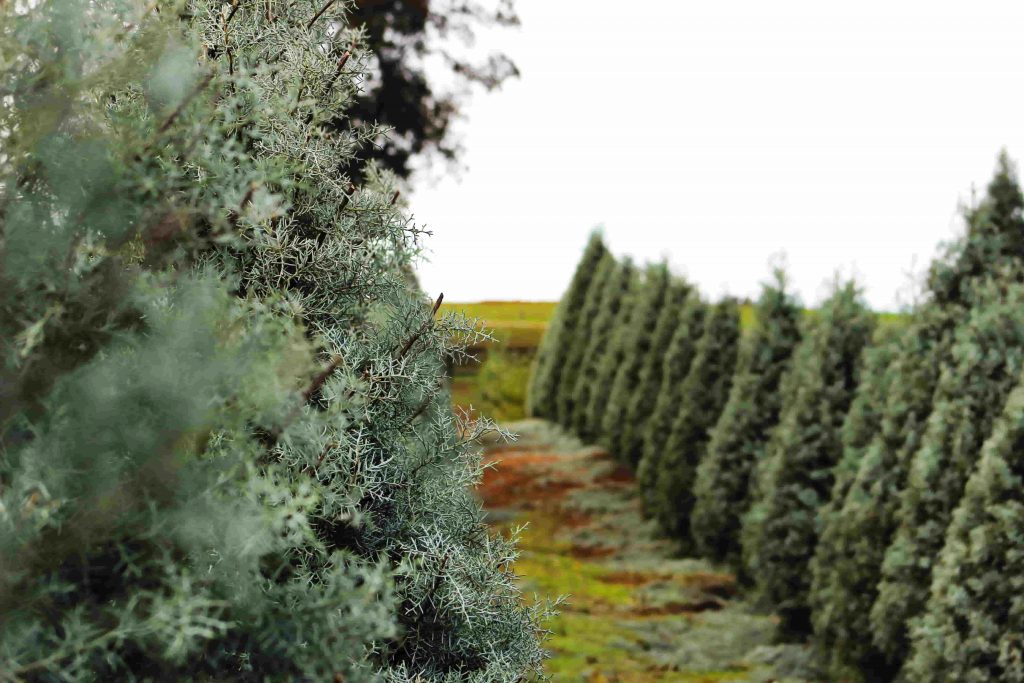 top reasons why choose a real christmas tree
